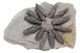 Jurassic Fossil Urchin (Reboulicidaris) - Amellago, Morocco #240005-1